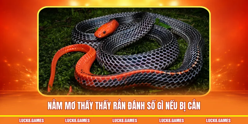 Nằm mơ thấy thấy rắn đánh số gì nếu bị cắn